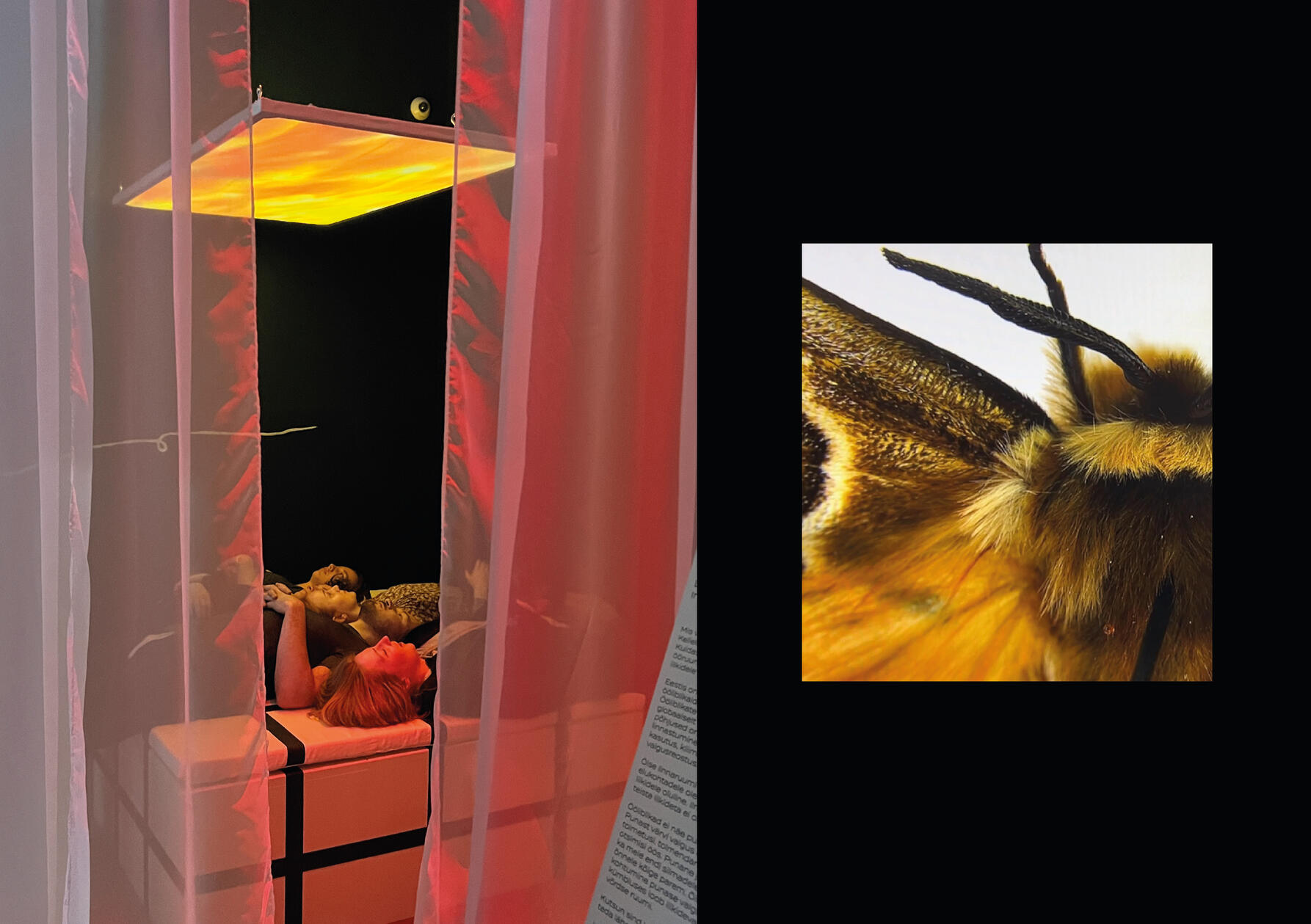 Moth installation Moth installation